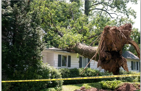 Uprooted Urgency: Emergency Tree Service in Richmond, VA post thumbnail image
